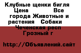 Клубные щенки бигля › Цена ­ 30 000 - Все города Животные и растения » Собаки   . Чеченская респ.,Грозный г.